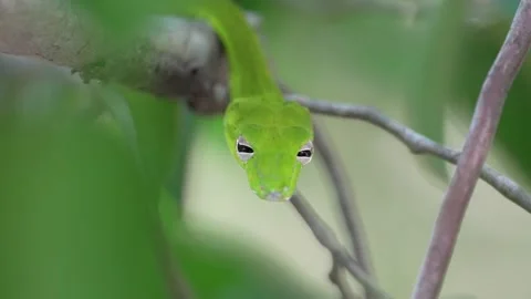 Oriental Whip Snake maneuvers through its habitat. Stock Footage 227072924