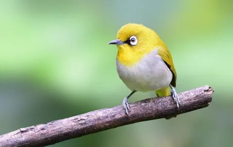 Oriental white-eye Stock Photos