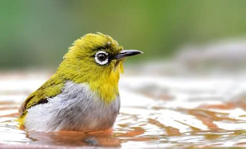 Oriental white-eye Stock Photos