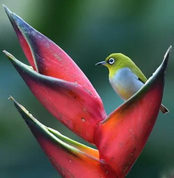 Oriental white-eye Stock Photos