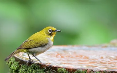 Oriental white-eye Foto stock