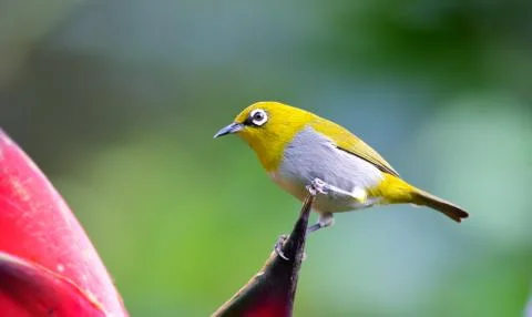 Oriental white-eye Stock Photos