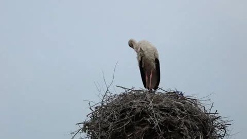 Oriental white stork in the nest Stock Footage 144416997