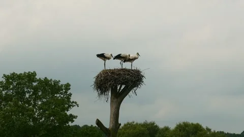Oriental white stork on top of a tree nesting on a nest. Stock Footage 146909914