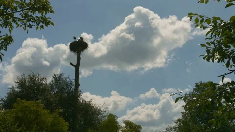 Oriental white stork on top of a tree nesting on a nest. Stock Footage 146910256