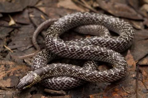 Oriental wolfsnake (Lycodon capucinus) found in tropical forest Though the wolf Stock Photos