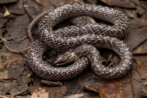 Oriental wolfsnake (Lycodon capucinus) found in tropical forest Though the wolf Stock Photos