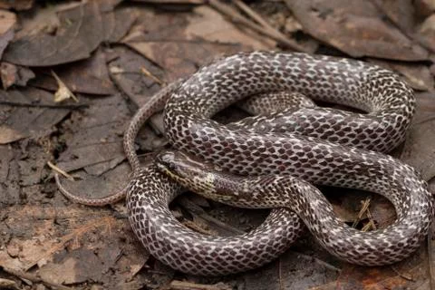Oriental wolfsnake (Lycodon capucinus) found in tropical forest Though the wolf Stock Photos