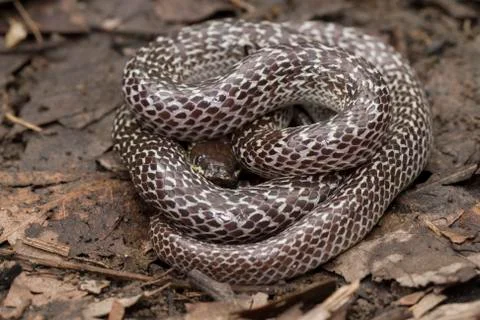 Oriental wolfsnake (Lycodon capucinus) found in tropical forest Though the wolf Stock Photos