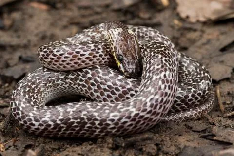 Oriental wolfsnake (Lycodon capucinus) found in tropical forest Though the wolf Foto stock