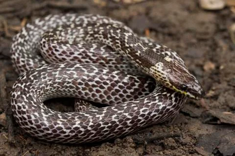 Oriental wolfsnake (Lycodon capucinus) found in tropical forest Though the wolf Foto stock