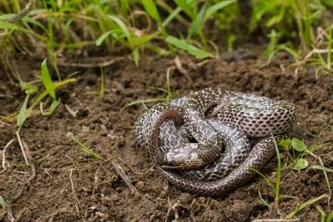 Oriental wolfsnake (Lycodon capucinus) found in tropical forest Though the wolf Stock-Fotos