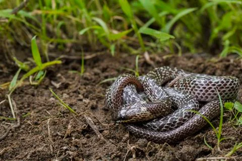 Oriental wolfsnake (Lycodon capucinus) found in tropical forest Though the wolf Stock Photos