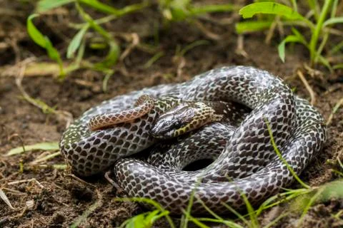 Oriental wolfsnake (Lycodon capucinus) found in tropical forest Though the wolf Stock Photos