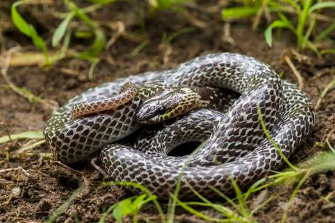 Oriental wolfsnake (Lycodon capucinus) found in tropical forest Though the wolf Stock Photos