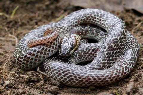 Oriental wolfsnake (Lycodon capucinus) found in tropical forest Though the wolf Stock Photos