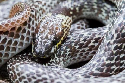 Oriental wolfsnake (Lycodon capucinus) found in tropical forest Though the wolf Stock Photos