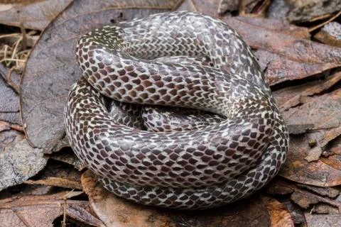 Oriental wolfsnake (Lycodon capucinus) found in tropical forest Though the wolf Stock Photos