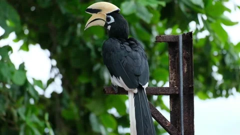 Oriented Pied Hornbill Video stock 140093570