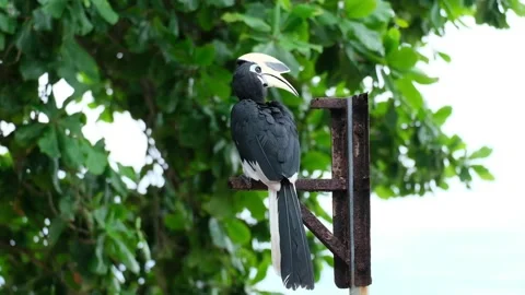 Oriented Pied Hornbill Stock Footage 140093681
