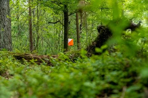Orienteering checkpoint in the middle of a forest Stock Photos