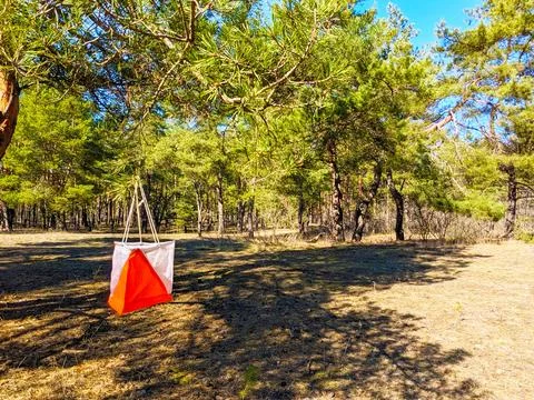 Orienteering control marker flag hanging on tree branch in pine forest l Stock Photos