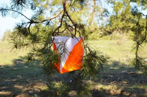 Orienteering control prism hanging on pine tree branch in forest setting Stock Photos