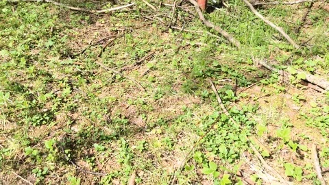 Orienteering in forest with at summer day. Stock Footage 115243807