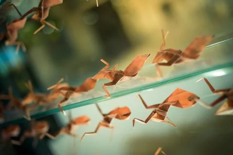 Origami bugs Stock Photos