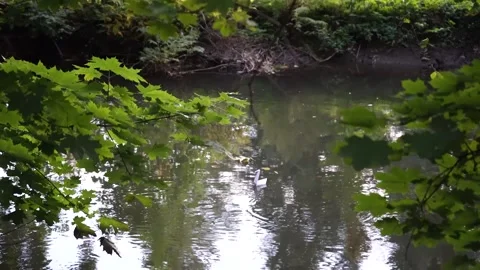 Origami floating on river Stock Footage 228845055