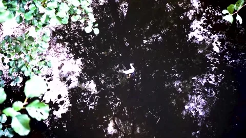 Origami floating on river Stock Footage 228845068