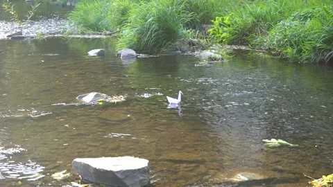 Origami floats in the river. Stock Footage 228844990
