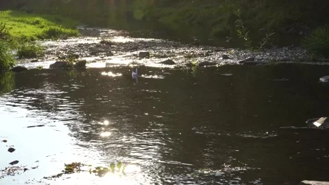 Origami floats in the river. Stock Footage 228844991