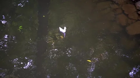 Origami floats in the river. Stock Footage 228844996