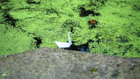 Origami in water. Stock Footage 228845090
