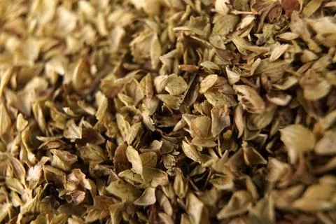 Origano Stock Photos