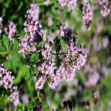  Origanum vulgare, Dost, Pot marjoram Blüten mit Biene Copyright: xZoonar... Stock Photos