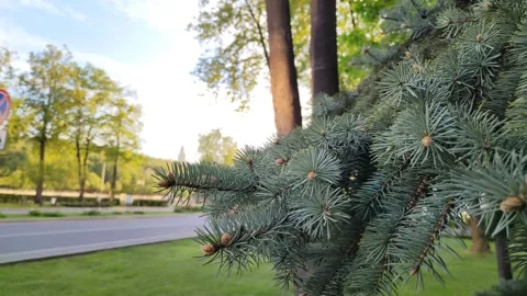 The origin of cones on a coniferous tree Stock Footage 195292178