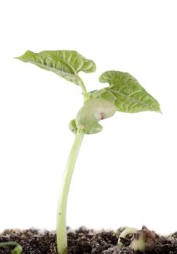 Origin of life Stock Photos