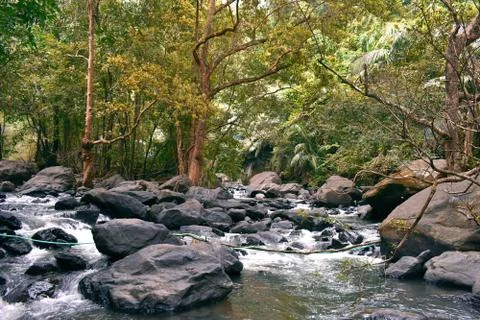 Origin of a river from the middle of a forest Stock Photos