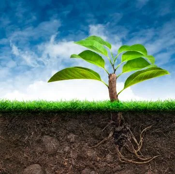 Origin tree and soil with grass in blue sky Stock Illustration