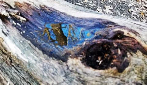 Original Array-	Nature's Blue Sky Over Forest Reflections Captured in Aged Tree Stock Photos