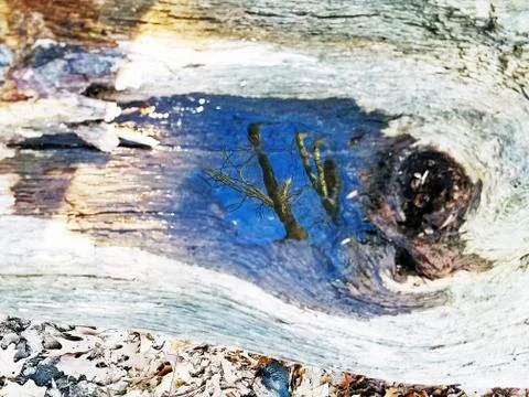 Original Array-	Nature's Blue Sky Over Forest Reflections Captured in Aged Tree Stock Photos