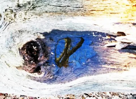 Original Array-	Nature's Blue Sky Over Forest Reflections Captured in Aged Tree Stock Photos