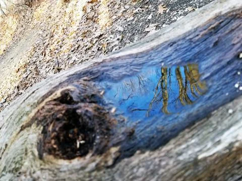 Original Array-	Nature's Blue Sky Over Forest Reflections Captured in Aged Tree Stock Photos