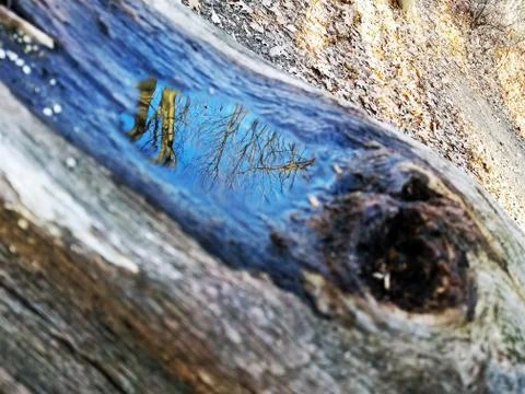 Original Array-	Nature's Blue Sky Over Forest Reflections Captured in Aged Tree Stock Photos