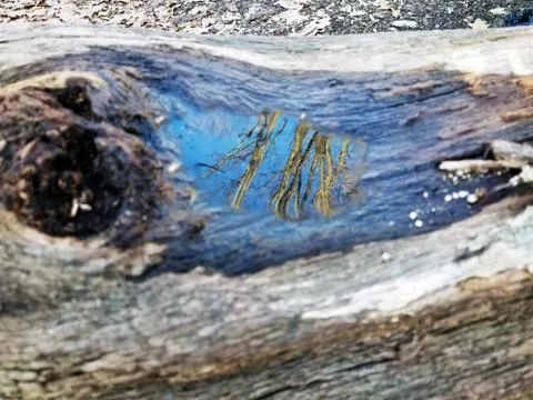 Original Array-	Nature's Blue Sky Over Forest Reflections Captured in Aged Tree Stock Photos