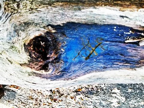 Original Array-	Nature's Blue Sky Over Forest Reflections Captured in Aged Tree Stock Photos