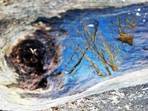 Original Array-	Nature's Blue Sky Over Forest Reflections Captured in Aged Tree Stock Photos