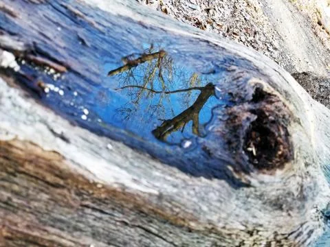 Original Array-	Nature's Blue Sky Over Forest Reflections Captured in Aged Tree Stock Photos